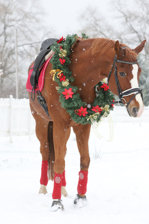 Picture of a purebred horse wearing beautiful Christmas garland decorations fall of snowの写真素材
