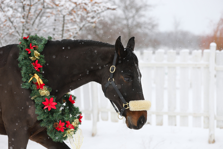Picture of a purebred horse wearing beautiful Christmas garland decorations fall of snowの写真素材