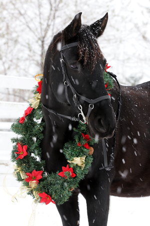 Dreamy christmas image of asaddle horse wearing a beautiful wreath in snowfallの写真素材