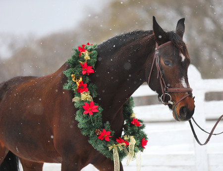 Picture of a purebred horse wearing beautiful Christmas garland decorations fall of snowの写真素材