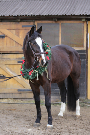 Dreamy image of asaddle horse wearing a beautiful christmas wreath at rural riding hall against barn doorの写真素材