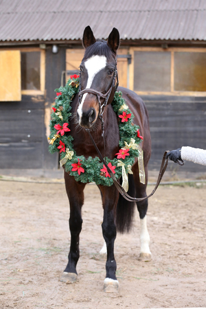 Dreamy image of asaddle horse wearing a beautiful christmas wreath at rural riding hall against barn doorの写真素材