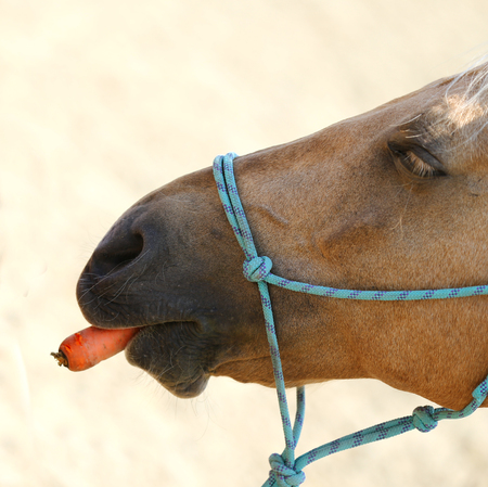 Unknown rider girl feeding a sport horse with fresh carrot on the riding trackの写真素材