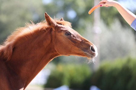Unknown rider girl feeding a sport horse with fresh carrot on the riding trackの写真素材