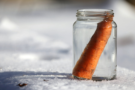 When the sun comes out snowman is melting  in the garten. The snowman is waiting for the resurrection in the mason jar. Melted snowman in winter waiting for the new winter season in the jar as a fresh carrotの写真素材