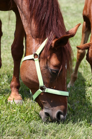 Purebred mare and her few weeks old filly graze in summer flowering pasture idyllic pictureの写真素材