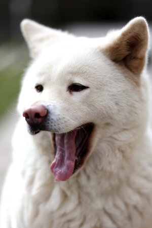 Outdoor close up portrait of a japanese akita inu dogの写真素材