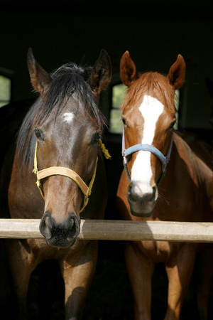 Closeup face of horses in stable.The horse is looking out from behind green wooden fence of the barn at rural animal farm summertimeの写真素材