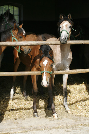 Closeup face of horses in stable.The horse is looking out from behind green wooden fence of the barn at rural animal farm summertimeの写真素材