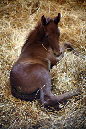 Photo of a newborn thoroughbred colt in pen at rural animal farmの写真素材