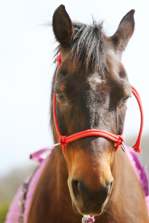 Young beautiful horse posing for cameras. Portrait of a purebred young horse at summer corral. Closeup of a young domestic horse on natural background outdoors rural sceneの写真素材