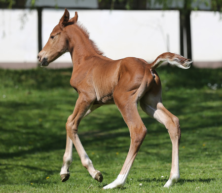 One day old purebred chestnut foal playing first time in the greenの写真素材