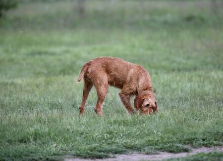 Outdoor portrait of a vizsla dog. A close-up head shot of a vizsla dogの写真素材