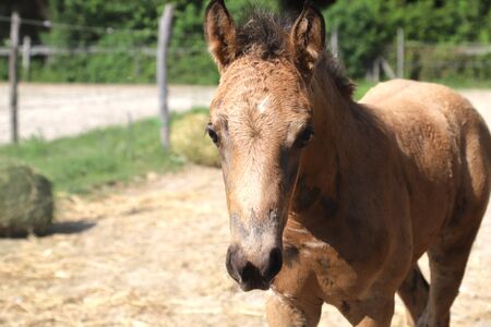 Beautiful thoroughbred foal posing for cameras at rural equestrian farmの写真素材