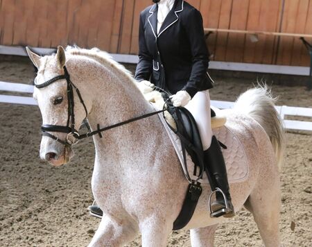 Portrait of a sport horse during dressage competition under saddle.Unknown contestant rides at...