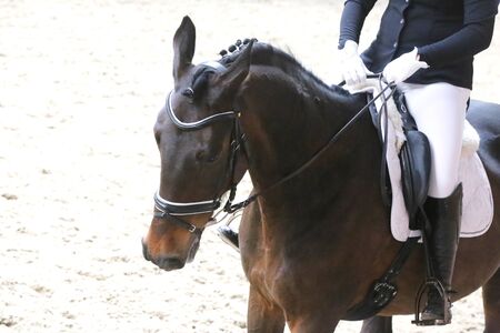 Portrait of a sport horse during dressage competition under saddle.Unknown contestant rides at...