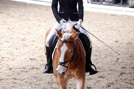 Portrait of a sport horse during dressage competition under saddle.Unknown contestant rides at...