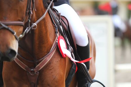 Beautiful purebred show jumper horse canter on the race course after race. Colorful ribbons rosette...