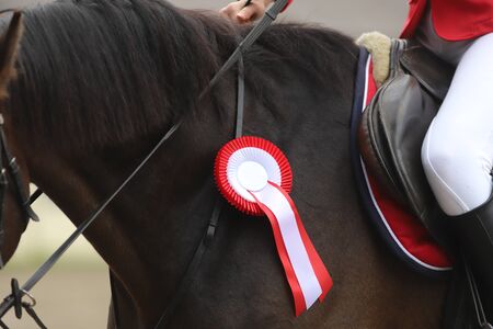 Beautiful purebred show jumper horse canter on the race course after race. Colorful ribbons rosette on head of an award winner beautiful young healthy racehorse on equitation eventの写真素材