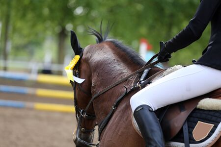 Beautiful purebred show jumper horse canter on the race course after race. Colorful ribbons rosette...