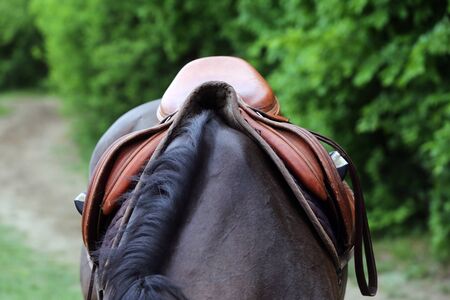 Sport horse close up under old leather saddle on dressage competition. Equestrian sport backgroundの写真素材