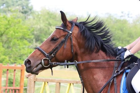 Head shot portrait close up of a young horse on show jumping event. Side view head shot of a...