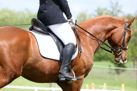 Head shot portrait close up of a young horse on show jumping event. Side view head shot of a...