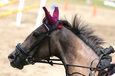 Portrait of a sport horse during dressage competition under saddle. Beautiful dressage horse portrait closeup during competition on natural background summertimeの写真素材