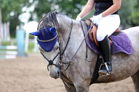 Portrait of a sport horse during dressage competition under saddle. Beautiful dressage horse portrait closeup during competition on natural background summertimeの写真素材