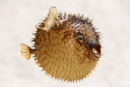 Photo of a prepared blowfish against white backgroundの写真素材