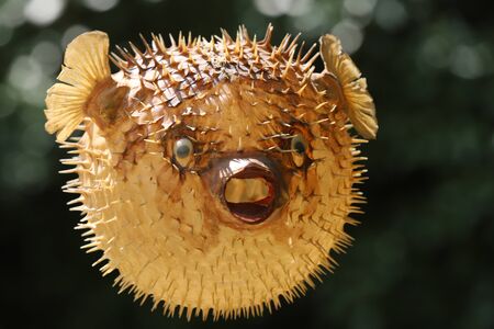 Photo of a prepared blowfish against blurred backgroundの写真素材