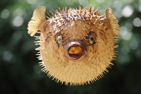 Photo of a prepared blowfish against blurred backgroundの写真素材