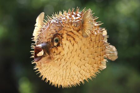 Photo of a prepared blowfish against blurred backgroundの写真素材
