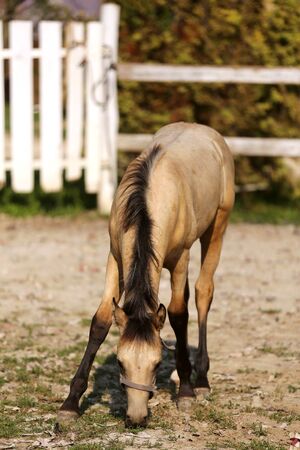 Closeup of a rare morgan foal in halter in the show ringの写真素材