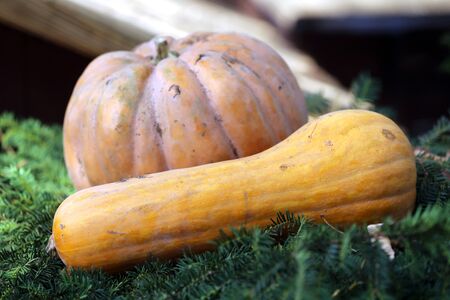 Freshly picked  pumpkins as an autumn background. Autumn foods products as a background. Healthy organic pumpkin as seasonal kitchen ingredientsの写真素材