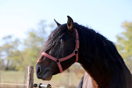 Beautiful young andalusian stallion heard the mares in autumnal corral nearbyの写真素材