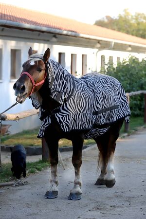 Young funny horse with zebra blanket to protect from sunの写真素材