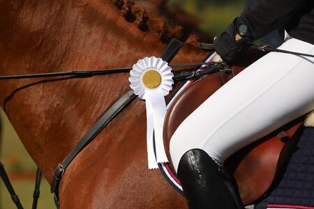 Colorful ribbons rosette on head of a beautiful award winner young racehorse on equitation event. Proud rider wearing badges on the winner horse after competitionsの写真素材