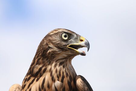 Head shot of an adult goshawk. Accipiter gentilis. Falconry.の写真素材