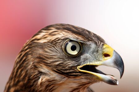 Head shot of an adult goshawk. Accipiter gentilis. Falconry.の写真素材