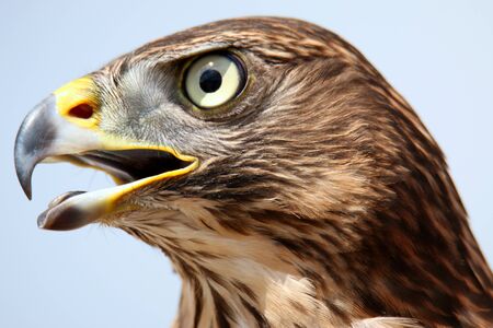 Head shot of an adult goshawk. Accipiter gentilis. Falconry.の写真素材