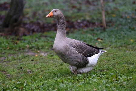 A flock of domestic white geese walk across a rural poultry yard.  Home goose geese on poultry farm farmyard autumnal weatherの写真素材
