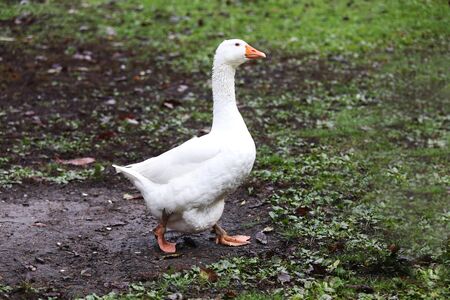 A flock of domestic white geese walk across a rural poultry yard.  Home goose geese on poultry farm farmyard autumnal weatherの写真素材