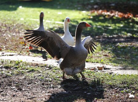 A flock of domestic white geese walk across a rural poultry yard.  Home goose geese on poultry farm farmyard autumnal weather



の写真素材