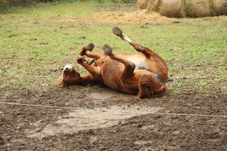 Saddle horse lay on back and having fun to roll in mud in on ranchの写真素材
