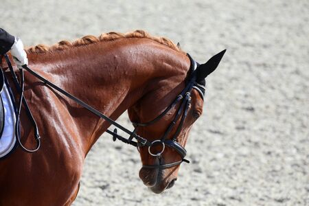  Head shot closeup of a dressage horse during ourdoor competition eventの写真素材
