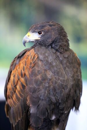 Falconry. Harris hawk (Parabuteo unicinctus) bird of prey on display. Also known as Bay-winged hawk...