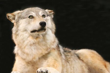 Head shot closeup portrait of a lying steppe wolf on isolated black backgroundの写真素材