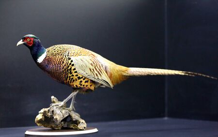 Close up photo of colorful wild pheasantの写真素材