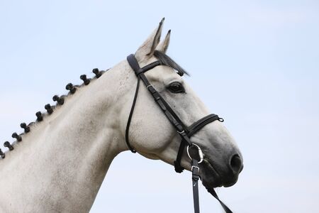 Face of a  purebred gray horse. Portrait of beautiful gray mare.  A head shot of a single horse....